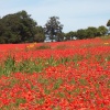 Poppies in a field near Wye, in Kent