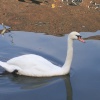 Mute Swan - Grand Union Canal. Alperton, Greater London