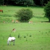 Deer and ponies grazing happily in The New Forest, Hampshire