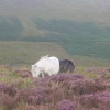 Mare and young colt on Dartmoor, Devon