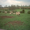 Sheep near Hannington, Northamptonshire