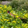 A pheasant at Wakehurst Place, West Sussex