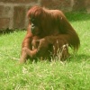 Orangutans at Chester Zoo, Chester, Cheshire.