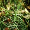Grass on roadside, nr Birmingham.