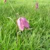 The rare snakeshead fritillary in North Meadow, Cricklade, Wiltshire