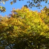 Woods, Greenway Bank Country Park, Biddulph