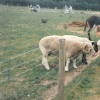 White Post Farm Park, Close to Farnsfield, Notts - Feeding the Sheep in 1990