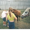 White Post Farm Park, Close to Farnsfield, Notts. - Feeding the horses in 1990