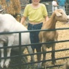 White Post Farm Park - Close to Farnsfield Notts - In with the goats 1990