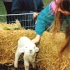 White Post Farm Park, Close to Farnsfield, Notts. Baby lamb in 1990