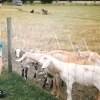 White Post Farm Park, Close to Farnsfield, Notts - Feeding the goats in 1996