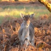 A Deer, Dunham Massey, Cheshire.