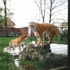 Chester Zoo  - 1992