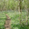 Blue Bell Woods, East Knoyle, Wiltshire