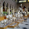 Oxford University Museum mammal skeletons.