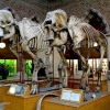 Oxford University Museum elephant skeletons