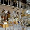 Oxford University Museum giraffe skeleton