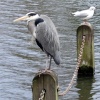 Greater London. Hyde Park. Heron waiting for food on the Serpentine