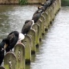 Greater London. Hyde Park. Cormorants resting on the Serpentine