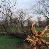 London Kensington Gardens (Hyde Park) A tree felled by the recent gale - January 2007.