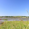 A Wide angle view of the River Stour at Mistley, Essex, where there are usually hundreds of Swans.