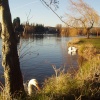 Swans on the lake at Roath Park in Cardiff, on a sunny day early in 2003.