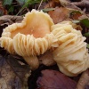 Fungi growing in the woods of Hoghton Tower, Hoghton, Lancashire.