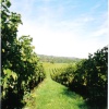A vineyard in Surrey.