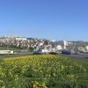 A picture of Saltdean