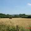 Summertime! East Knoyle, Wiltshire.
