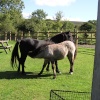 A picture of Widecombe in the Moor