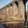A picture of Reddish
