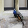 Audley End, Saffron Walden, Essex