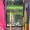 River Cam at Fen Ditton