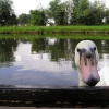 Curious Swan - River Cam at Fen Ditton