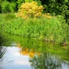 River Itchen at Ovington, Hampshire