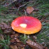 A poisonous mushroom found growing in the grounds of Overwater hall hotel