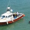 Harbour Seals at Newquay, Cornwall