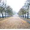 The Royal Avenue, Chelsea, London