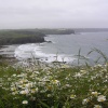 Wildflowers and wild weather, Pedngwinian, Lizard, Cornwall