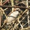 Wildlife in England - A Sparrow taken in Kent