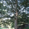 Auckland Park, Bishop Auckland, Durham