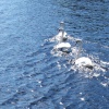 Swans on Loch Lomond, Scotland