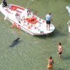 Harbour Seal, Newquay. July 2006. Cannon Powershot 400