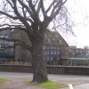 Three Mills Island, Bow, London