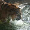 A Tiger having fun