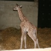 A new arrival