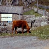 Cattle on the beach at Elgol, Skye, Scotland