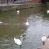 Swans in River Whitham, Lincoln
