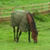 Horse at Chester's Roman Fort, Chollerford, Northumberland